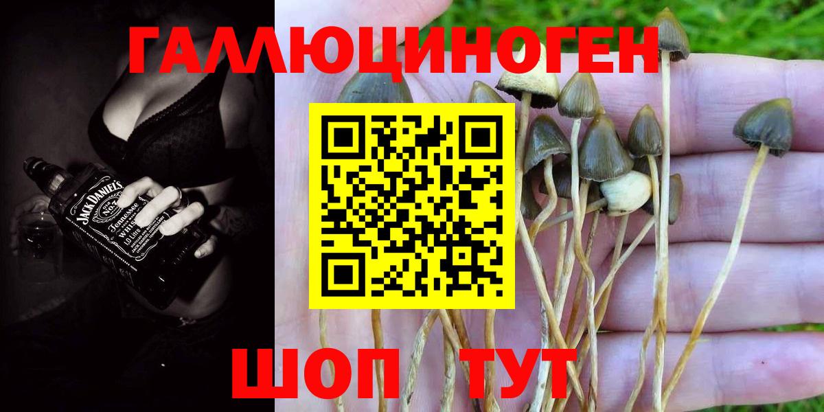 Чита  Псилоцибиновые грибы прущие грибы  Вход с VPN 
